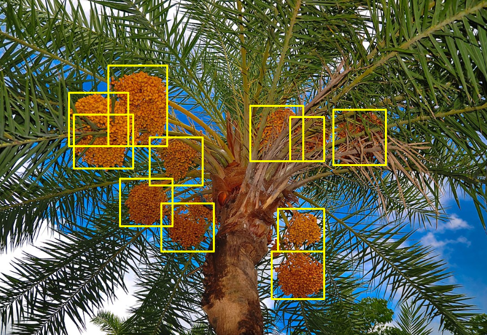 DNN Bounding Box Detection on Palm Tree